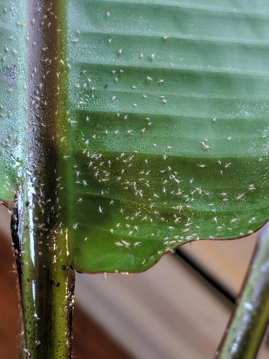 Антуриум coriaceum