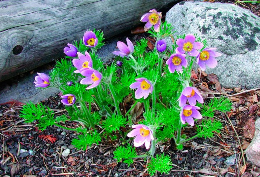 Пульсатилла вульгарис Блю