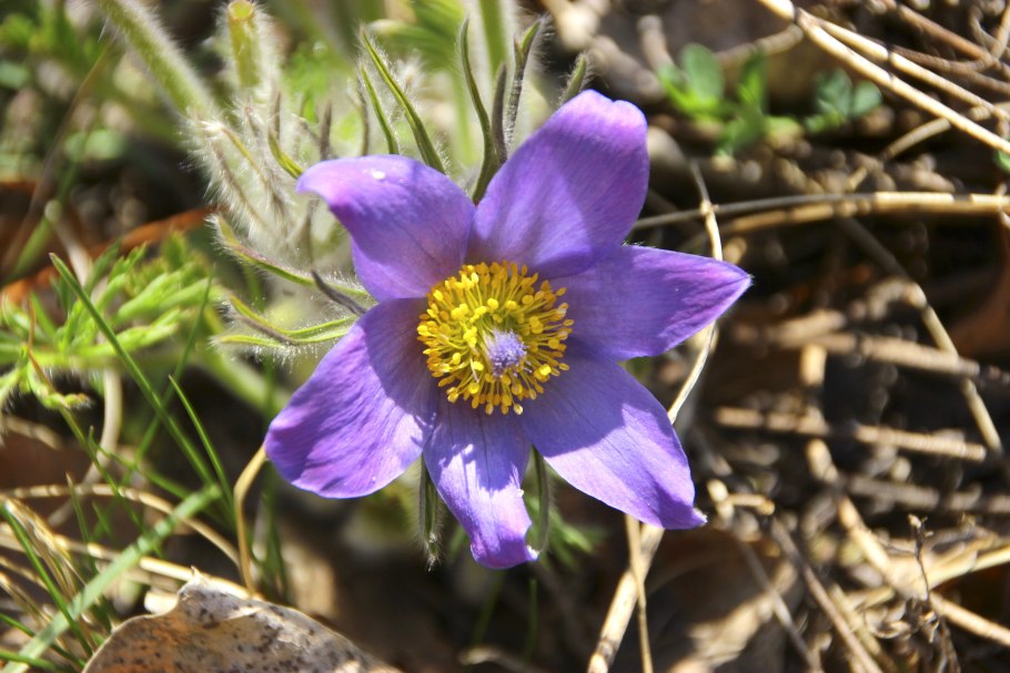 Прострел многонадрезный