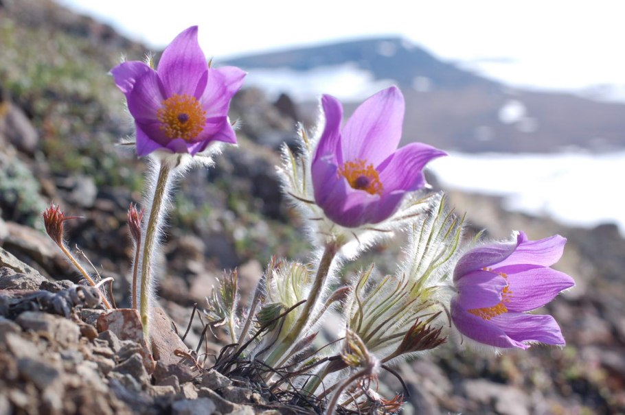 Прострел в тундре