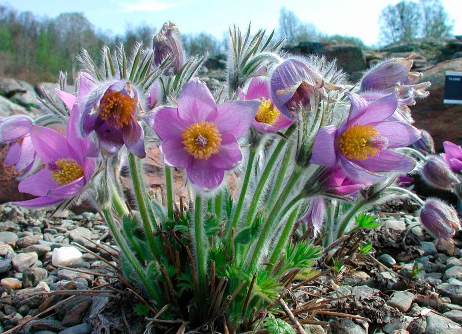 Пульсатилла Арктическая