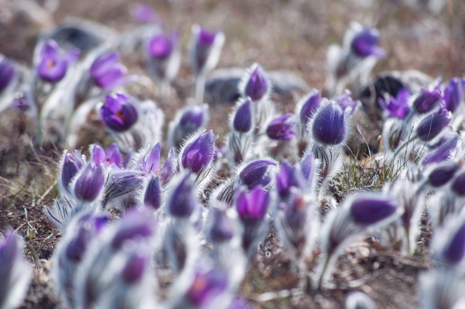 Прострел Крымский бутоны