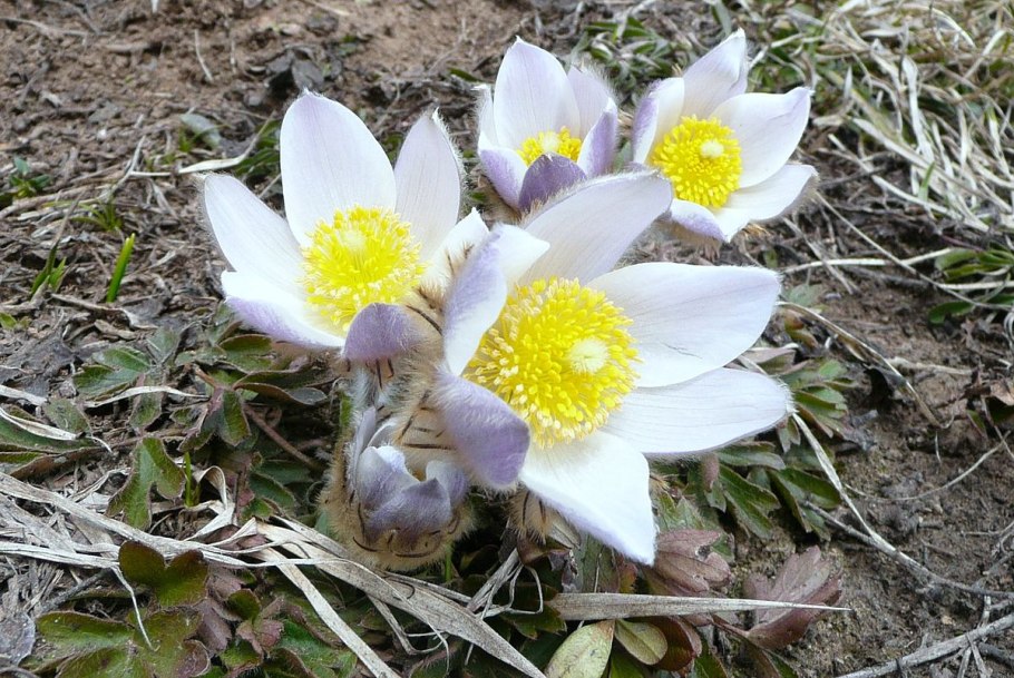 Прострел весенний Pulsatilla vernalis