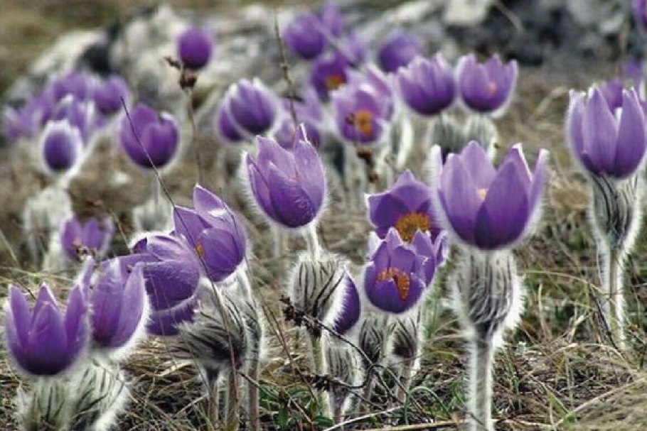 Прострел чернеющий