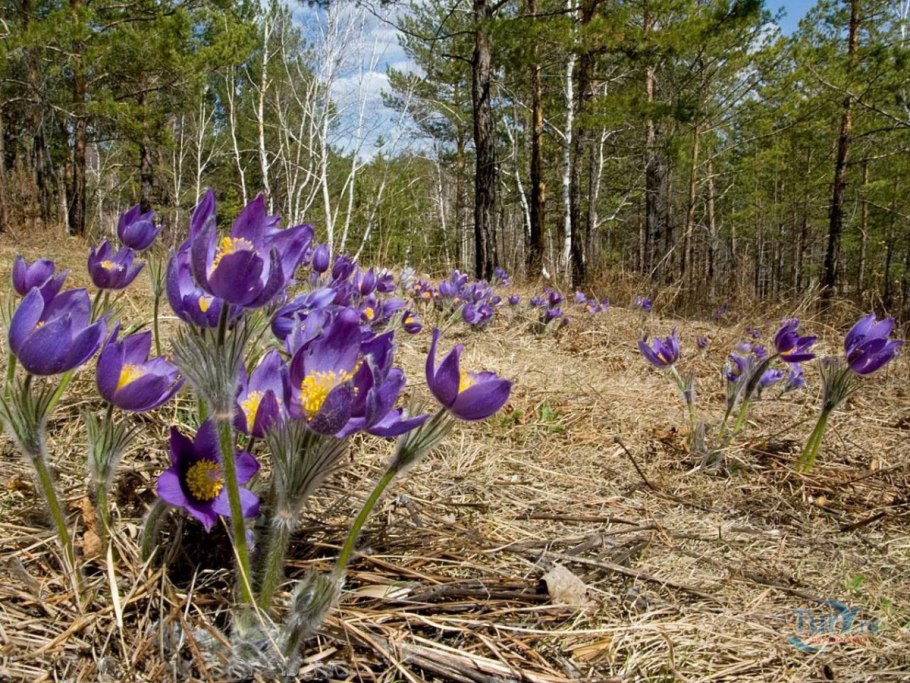 Подснежник Сибирский прострел