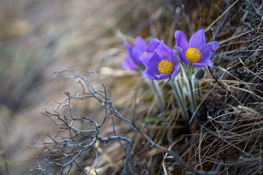 Прострел Луговой Подснежник