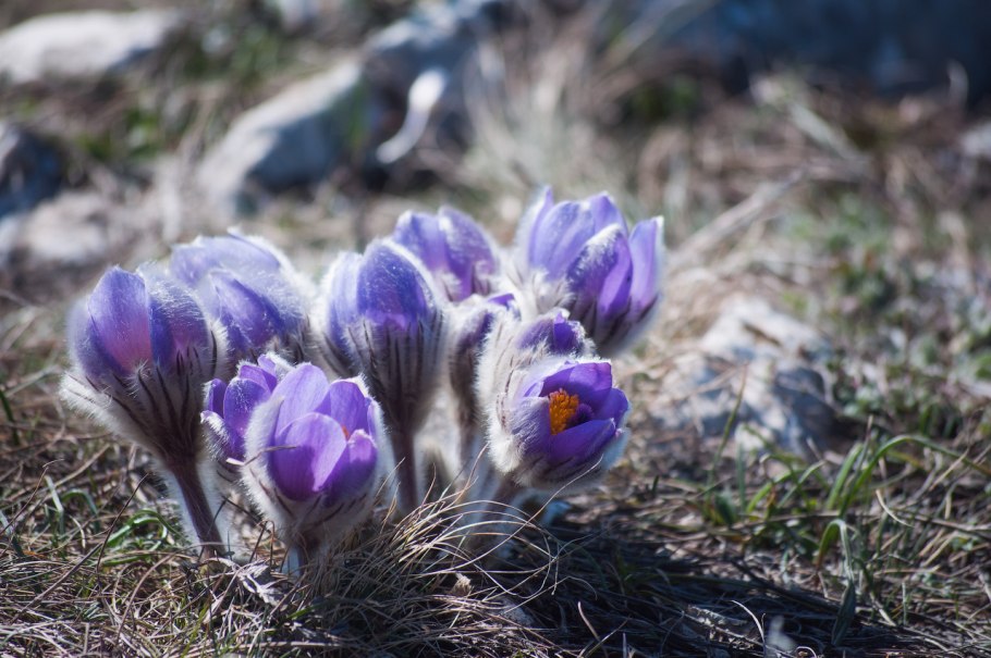 Первоцветы сон трава