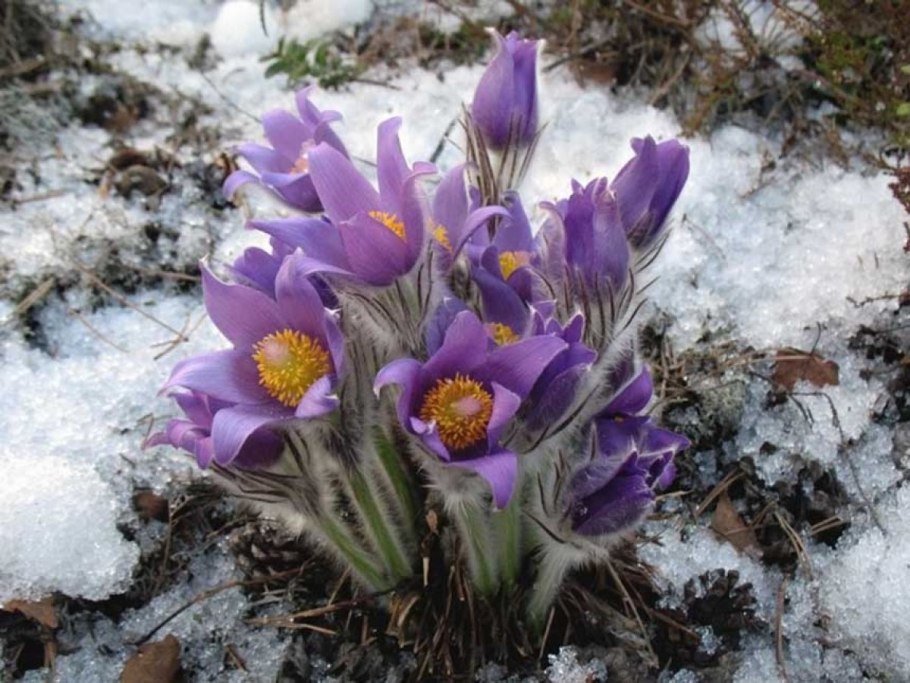 Сибирские подснежники сон трава