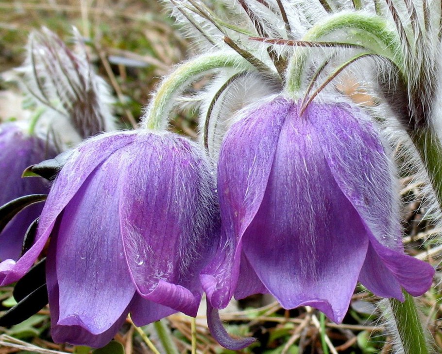 Бобрики цветы