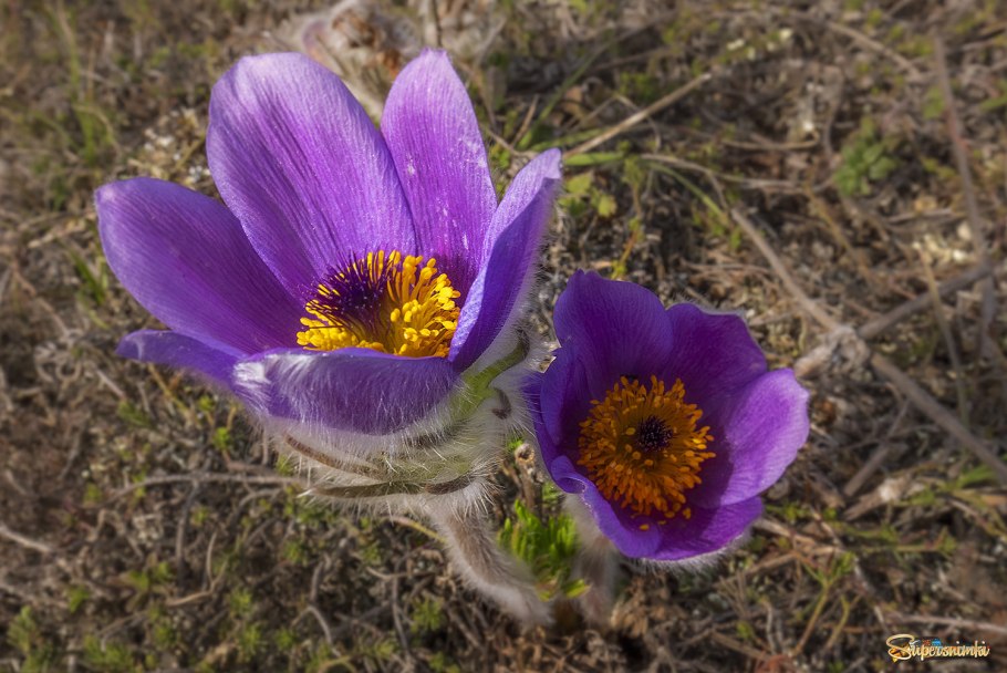 Челтер сон-трава