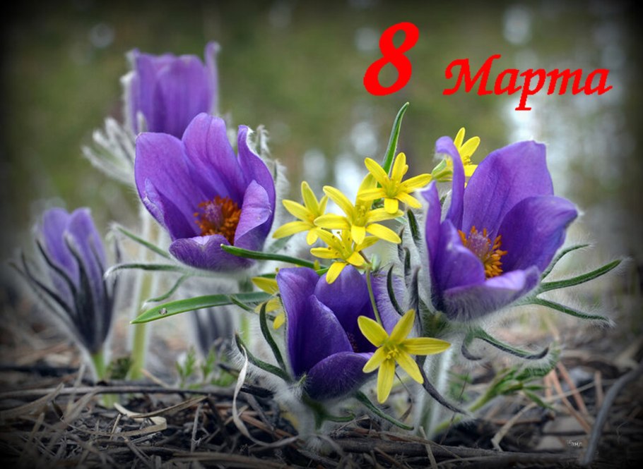 Сон трава в вазе