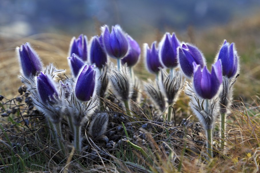 Прострел весенний сон-трава