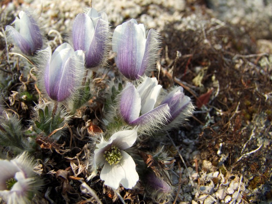 Прострел Ревердатто