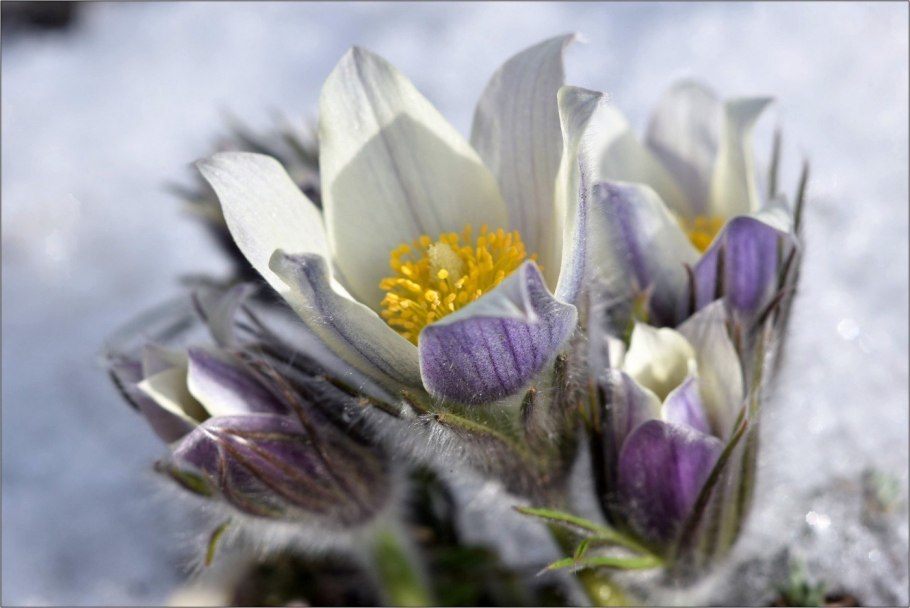 Сибирские подснежники сон трава