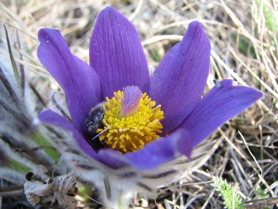 Прострел Луговой плод