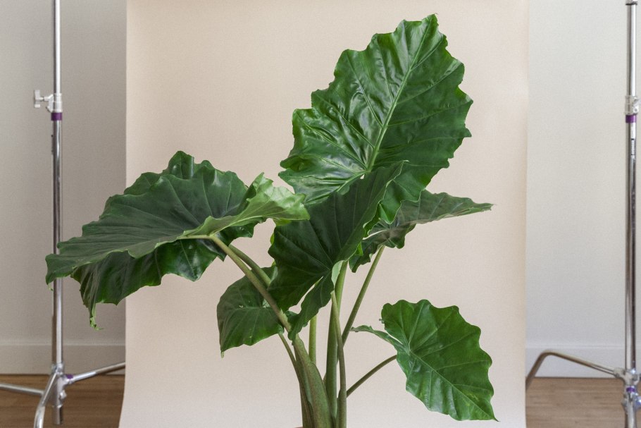 Alocasia Portodoraалоказия Портодора