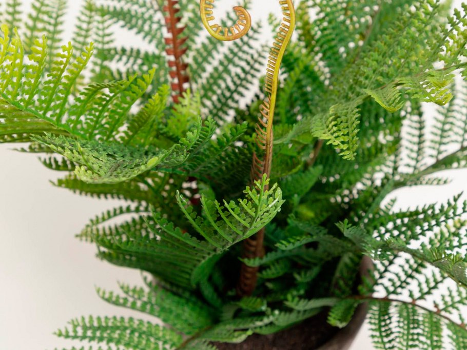 Нефролепис Бостон Ферн