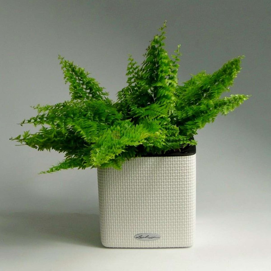 Папоротник нефролепис