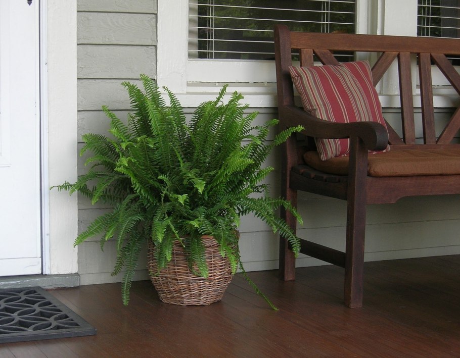 Адиантум, нефролепис,