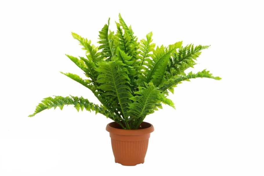 Флорида Флауэрс