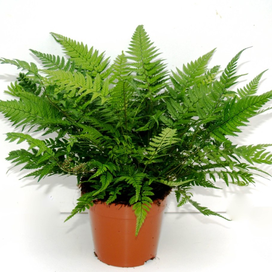 Нефролепис уличный можно сажать дома