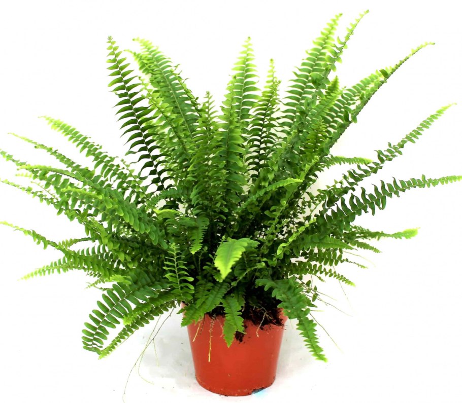 Нефролепис Хилли