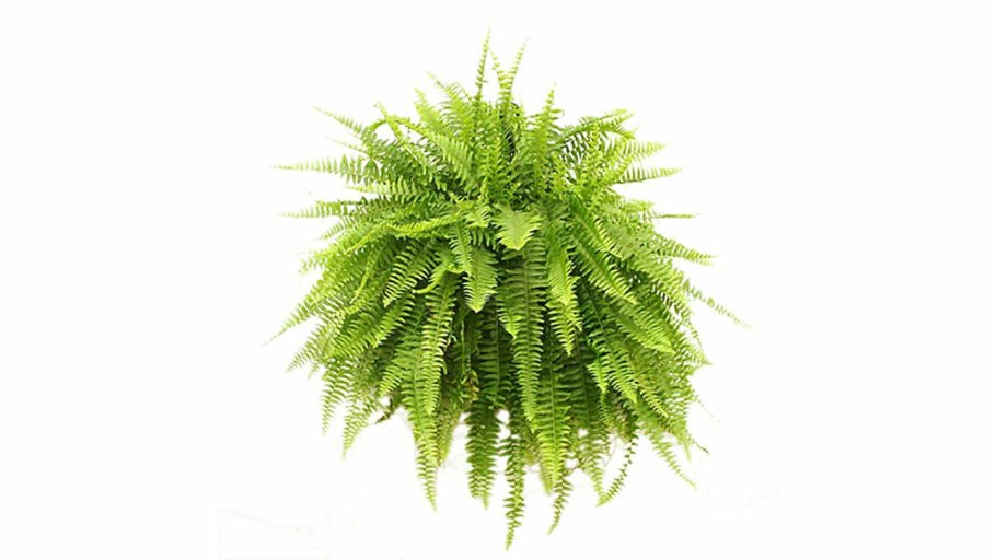 Папоротник в горшке