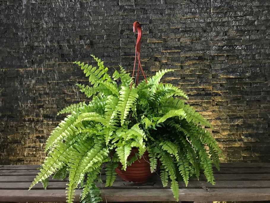 Папоротник нефролепис на белом фоне