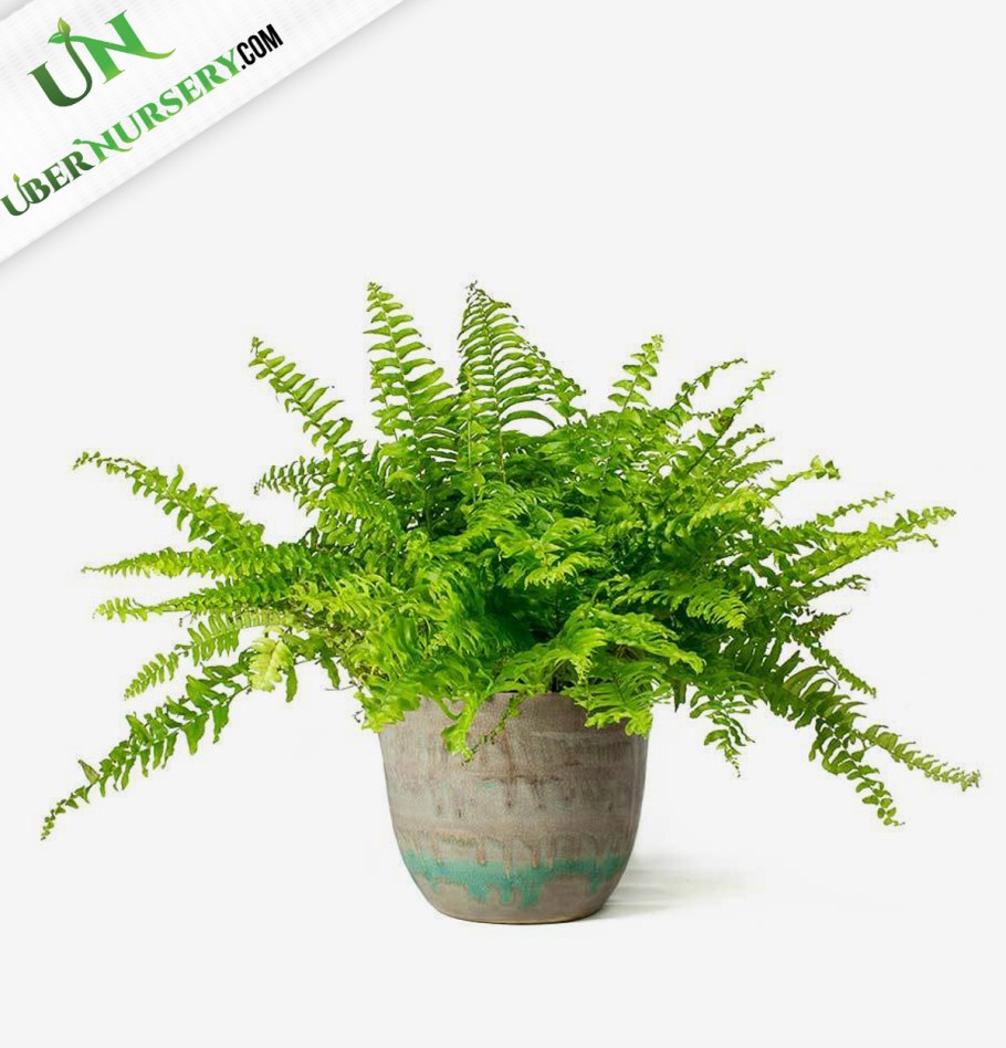 Щитовник lepidopoda