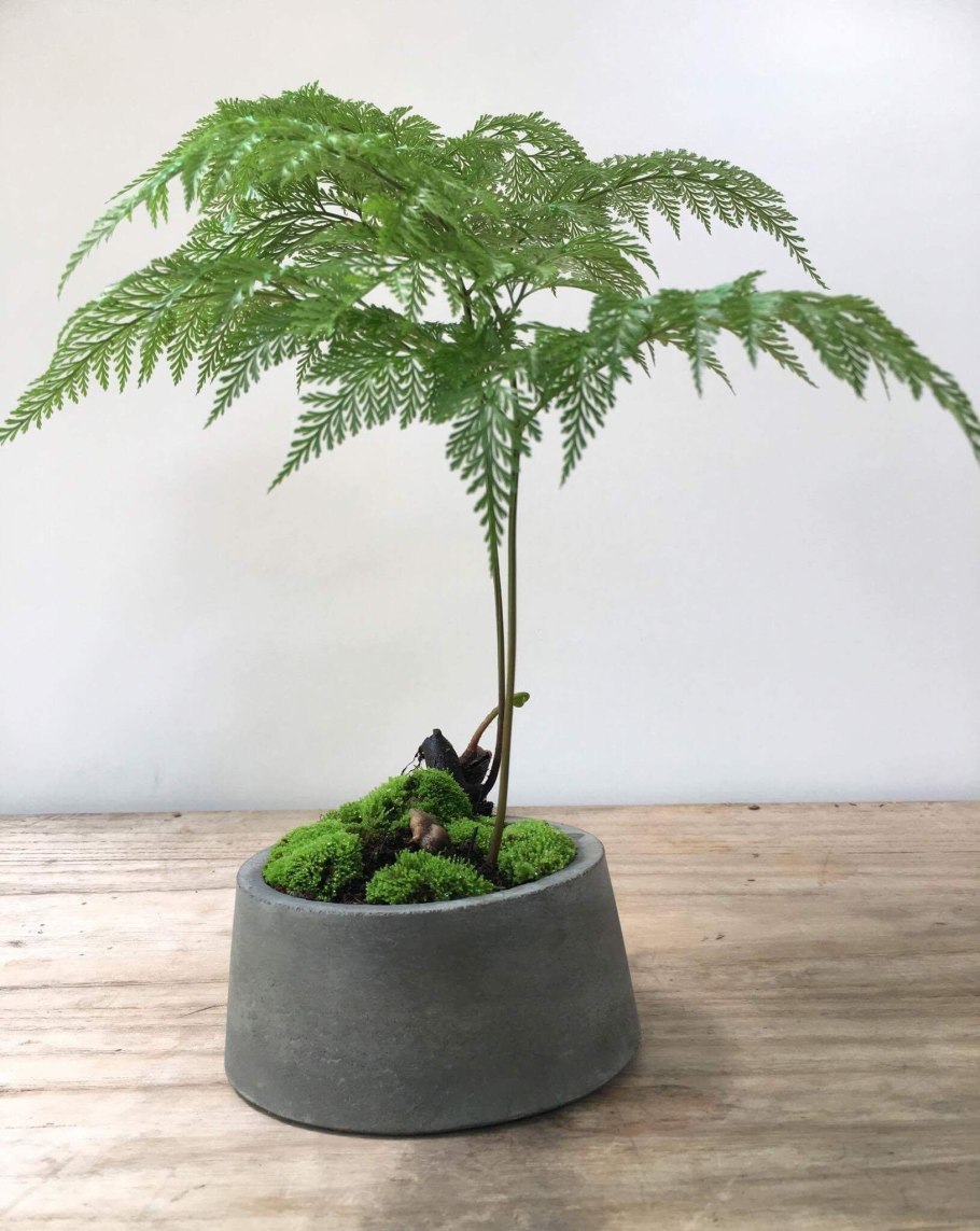 Папоротник в горшке Лечуза