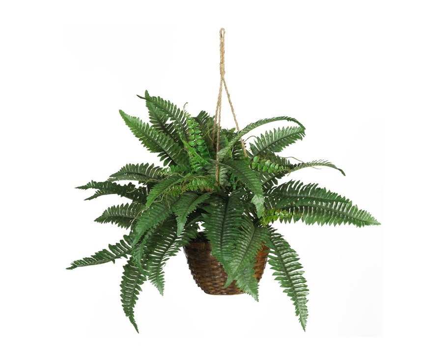 Адиантум, нефролепис,