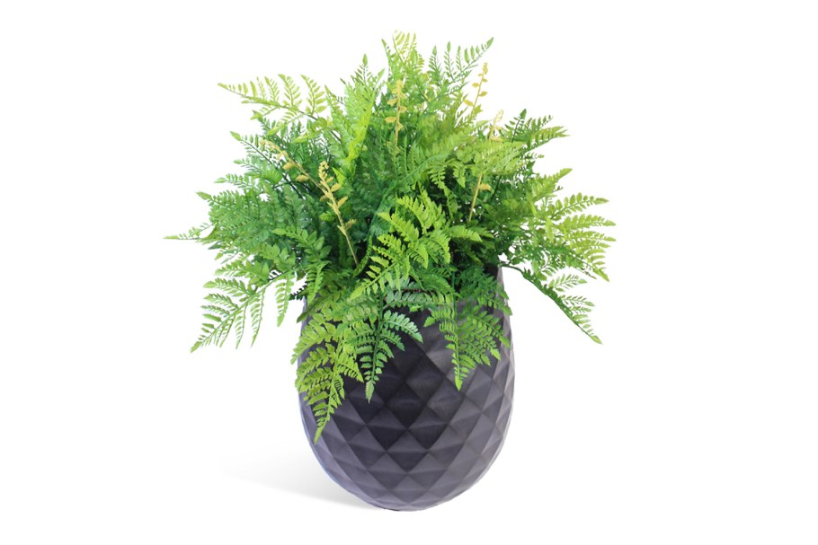 Папоротник нефролепис