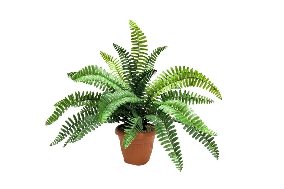 Папоротник нефролепис