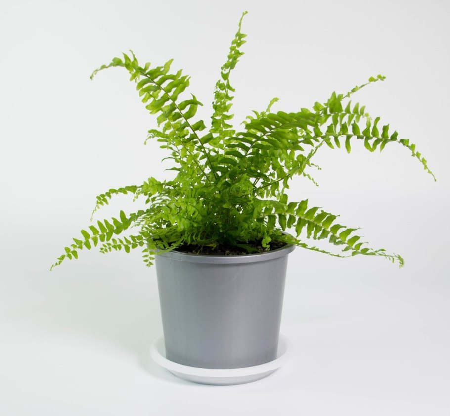 Крео папоротник