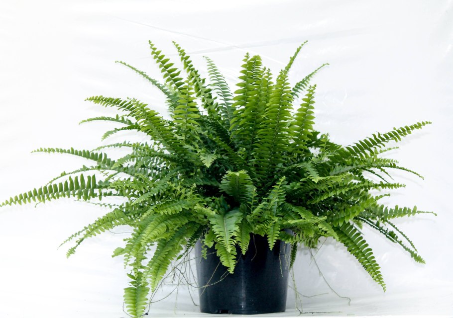 3d Max модель папоротник