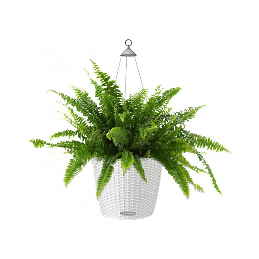 Нефролепис Лечуза