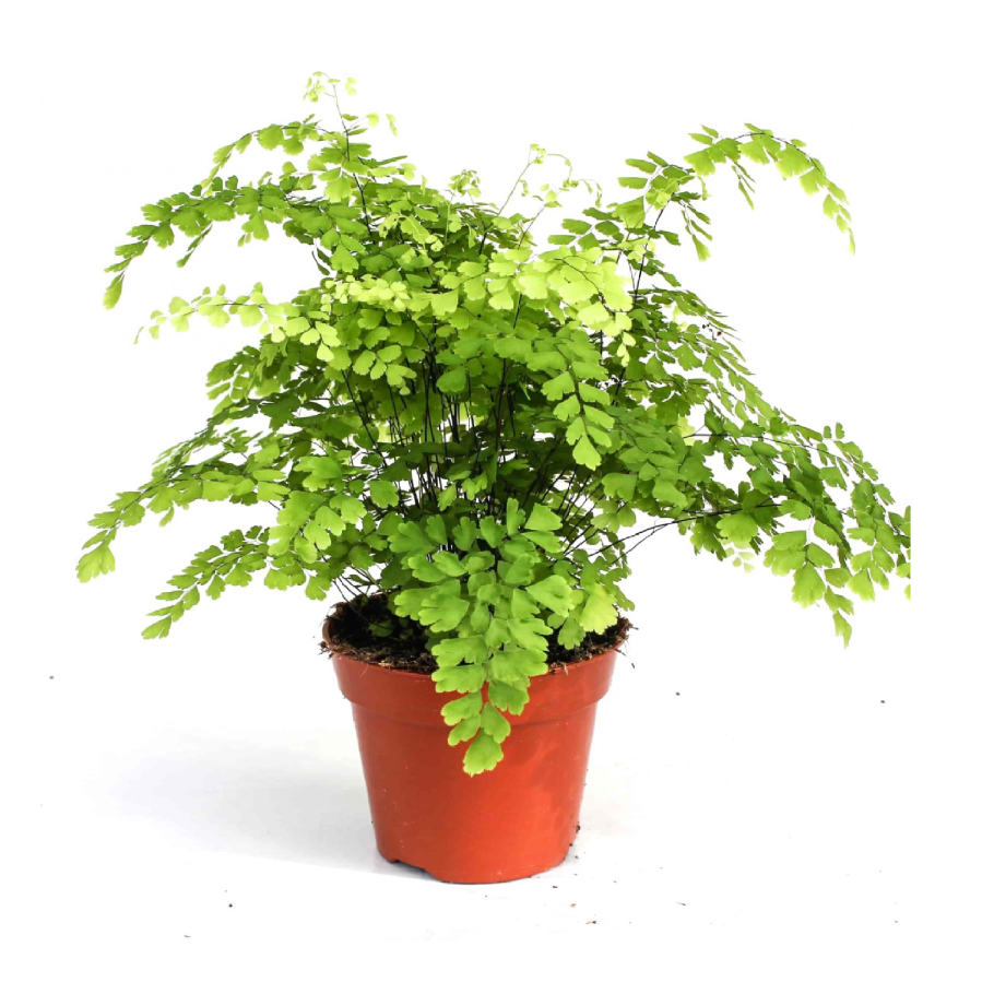 Папоротник нефролепис exaltata