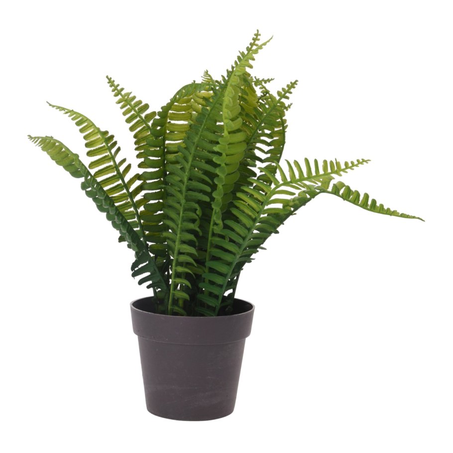 EXO-Terra Rainforest ground Plants - Boston Fern