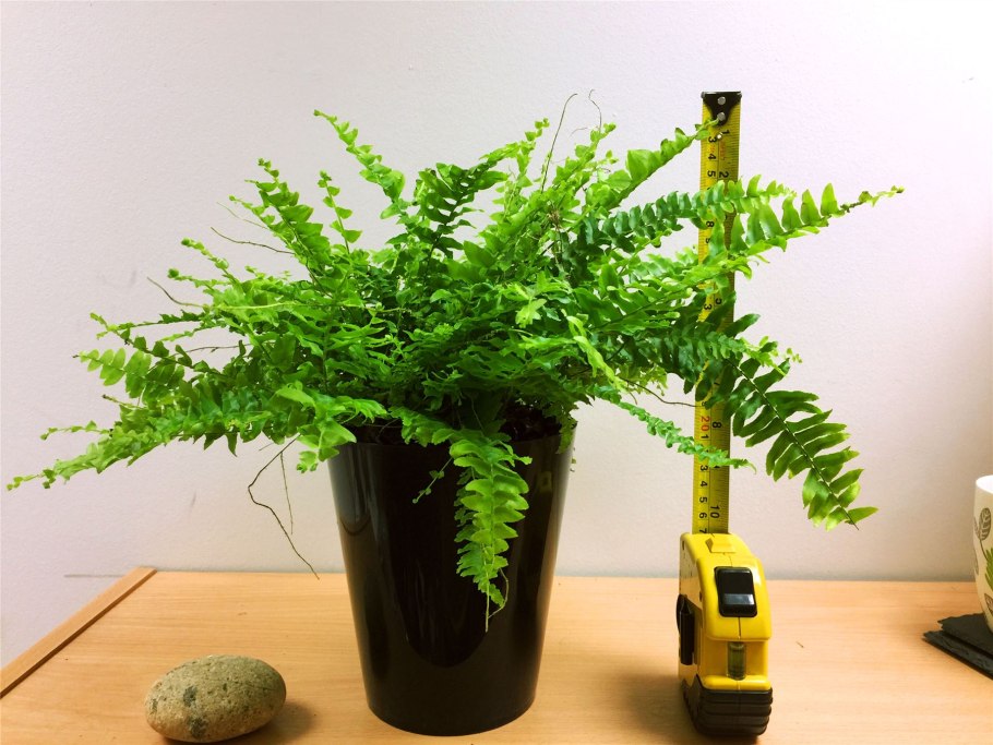 Искусственная папоротник