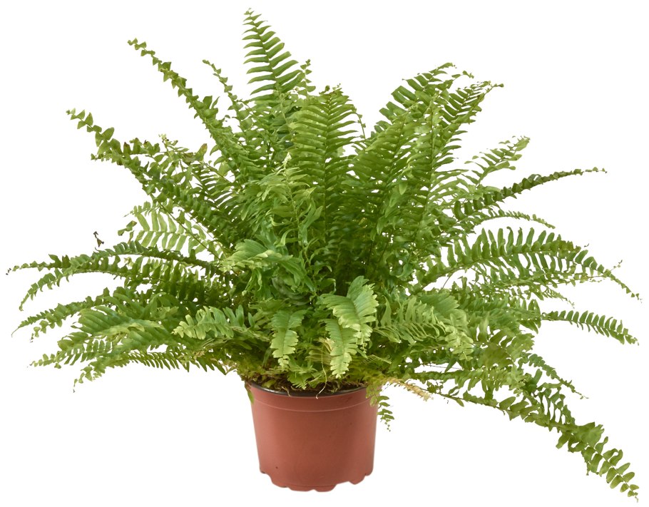 Папоротник в горшке