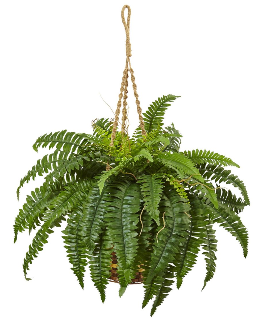 Цветок папоротник нефролепис