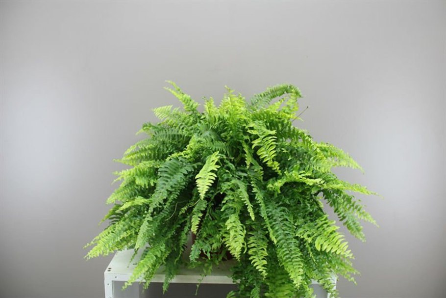 Цветок папоротник нефролепис