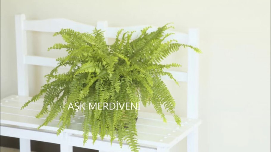 Папоротник микс d8 h20