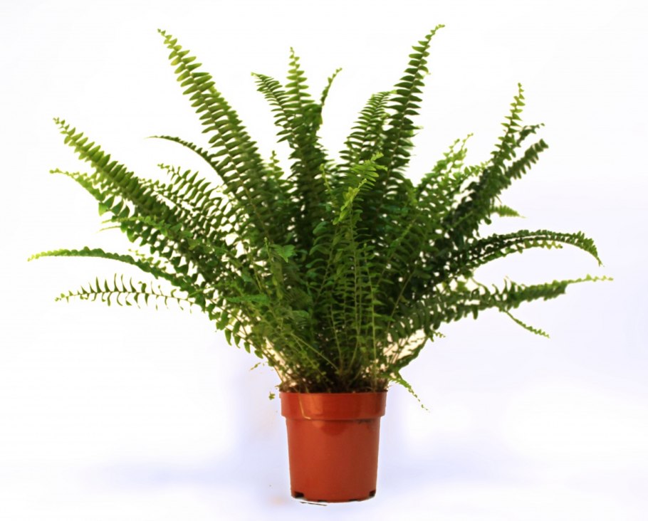 Папоротник комнатный