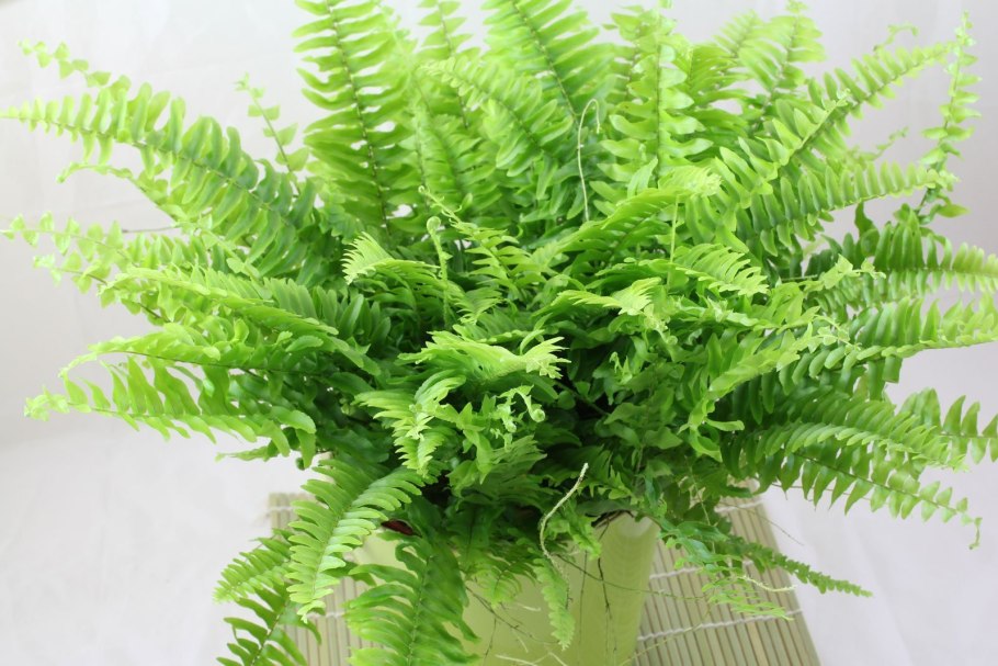 Нефролепис Кордитас