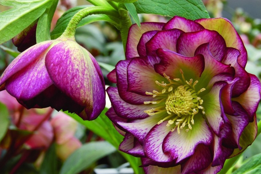 Морозник Helleborus