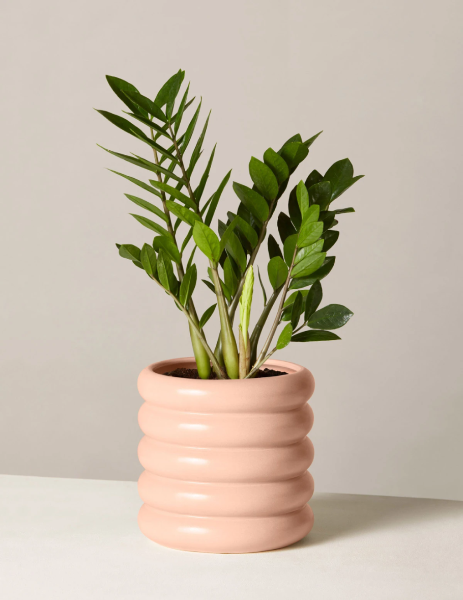 Zamioculcas zamiifolia Black Raven