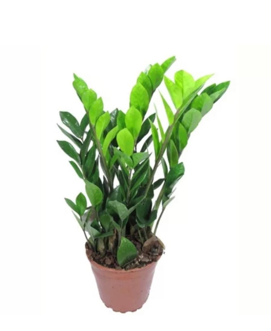 Zamioculcas Black leaves