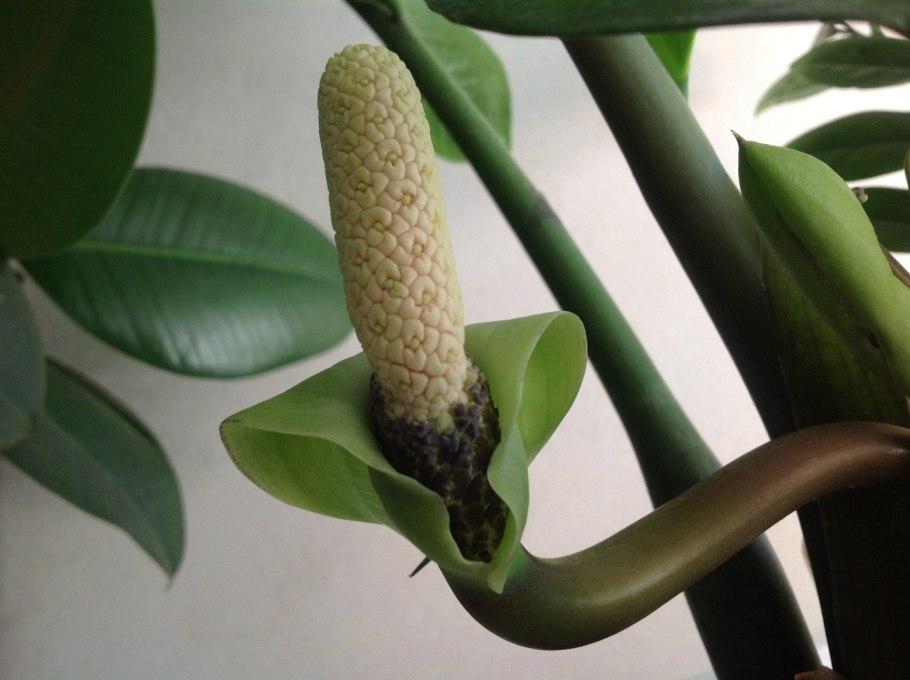 Zamioculcas Lucky Classic