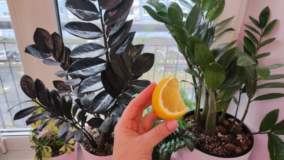 Zamioculcas Black leaves
